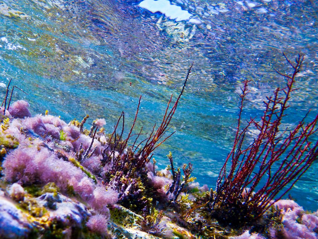 Fondali marini nel mondo